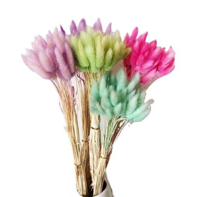 China Fashional Bunny Tail Lagurus Grass Bouquets Gift and Cheap Pampas Bunny Dried Flowers for Decoration for sale