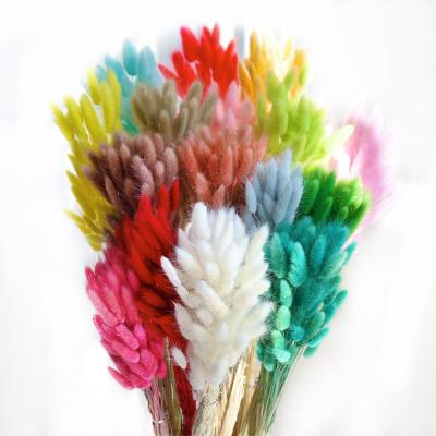 China Wholesale Bouquet Bunny Tail Grass Dried Black Decorative Fashional Gift Plant Flower Gift Decoration for sale