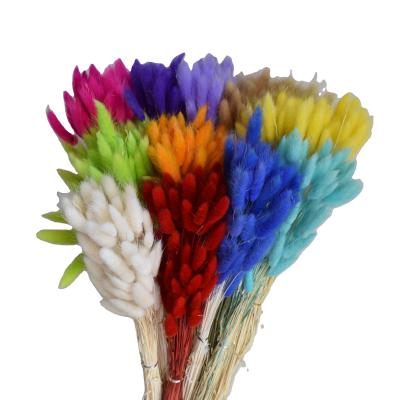 China Popular Fashional Gift Design Flower Bouquet Dried Lagurus Ovatus Bunny Tail Plants Pampas Grass for sale