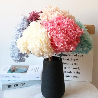 China Free Sample Artificial Hydrangea Durable DIY Nature Preserved Home Decoration Accessories Preserved Hydrangeas for sale