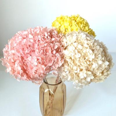 China Free Sample Dry Hydrangea Flower Rose Hydrangea Durable With Leaves Branch Anna Preserved Single Long Stem Hydrangeas for sale