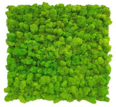 China Wholesale Minimalist Artificial Decorative Balls Moss Wall Art Preserved for sale