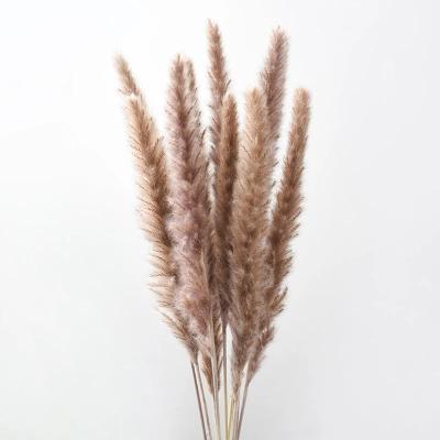 China Best Selling Natural Touch Decoration Package Artificial Flower Dry Feather Colored Dried-Pampas-Grass Dried For Pampas Grass Tall for sale