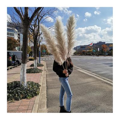 China Natural Dried Fuax Feather Colored Pampas Grass Artificial Flower Cake Decorating Package Cheap Natural Dutch Touch Dust for sale