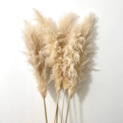 China 2021 Gray Fluffy Touch Gold Natural Cheap Grand Fake Decor Glod Pampas Grass Large Artificial Decoration for sale