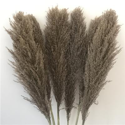 China New Product 110Cm 110Cm Dry Dry Natural Grass Touch Erba Pampas Grass Artificial Gift for sale