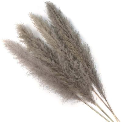 China Touch Good Quality Natural Grass Garland Small Tree Set Large Pink Fluffy Artificial Big Pampas Grass for sale