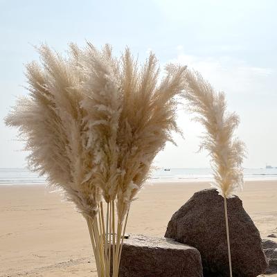 China New Reed Plant Small Grass Wreath Tree 45 Natural Touch Design Artificial Flowers in Pampas Grass for sale