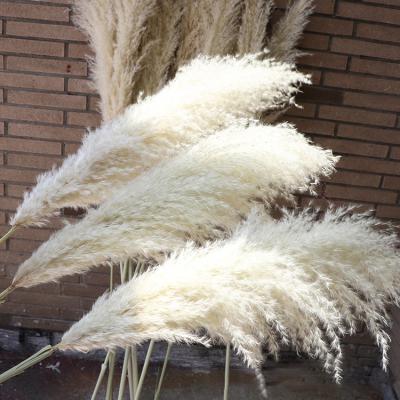 China Natural Touch 120cm Wholesale Artificial 115 110Cm Pampas Grass Set Of 110 Grass Feather Grass 60 Pcs for sale