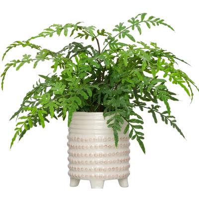 China Nordic Style Indoor And Outdoor Home Decor Plant Decoration High Quality Real Plants for sale