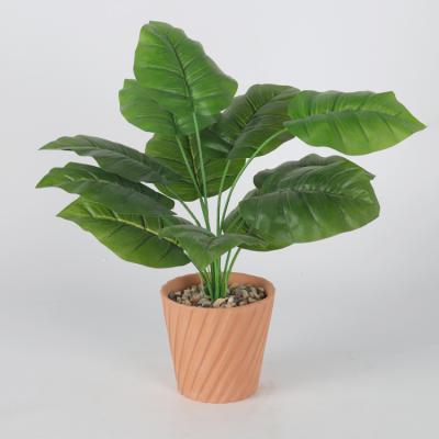 China Wholesale Minimalist Mini Small Taro Tree Garden Decoration Ornamental Alocasia Macrorrhiza Plant for sale