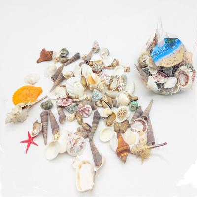 China China 1 Pound Craft Aquarium Vase Filler Natural Mixed Colorful Seashells For Home Decor for sale