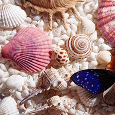 China China Wholesale Seashell Craft For Event And Party Supplies for sale