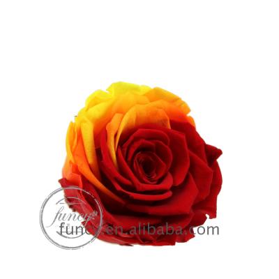 China red and yellow gradient Rose Flower forever preserved by 8cm color 7-8 cm for sale