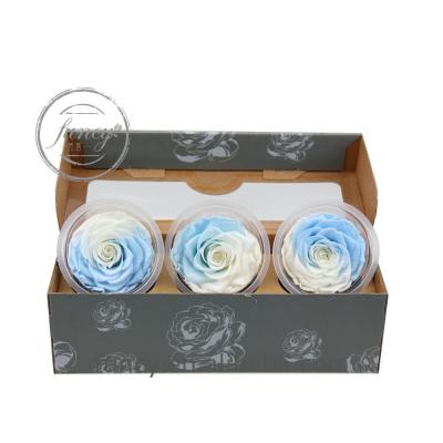 China 7 to white blue gradient Rose The Forever Rose Price preserved two-tone 8 cm than the last forever USA 7-8 cm for sale