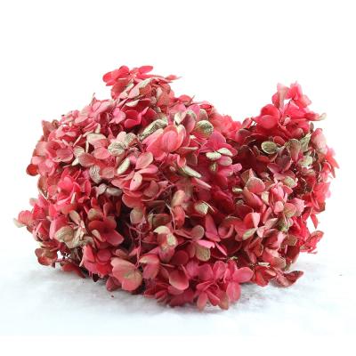 China Wholesale Durable Hydrangea Flowers Wedding Flower Decoration Wall Stabilized Preserved Hydrangea Flowers for sale