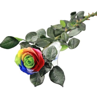 China Wedding Occasion Decoration Flower Eternal Rose Preserved Flower Rose With Forever Long Stem for sale