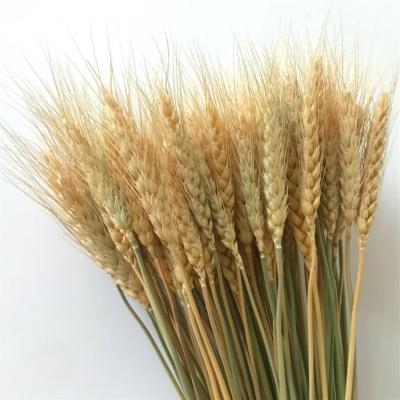 China Wholesale home decoration wheat dried flowers for home decoration for sale