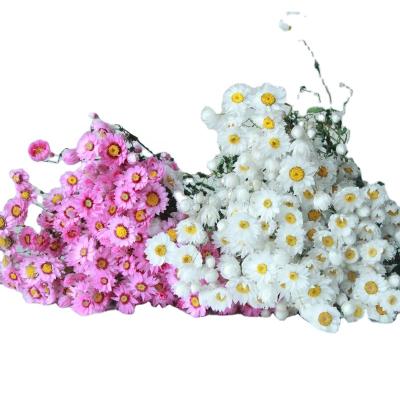 China Cpuntryside Factory Wholesale Good Quality Rodanthe Dried Flowers Preserved Daisies for sale