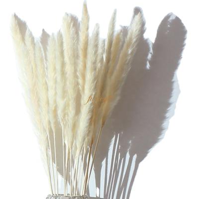 China Flower arrangement decoration. FREE SAMPLE Factory Supply Amazon Best Seller Natural Dried Pampas Grass for sale