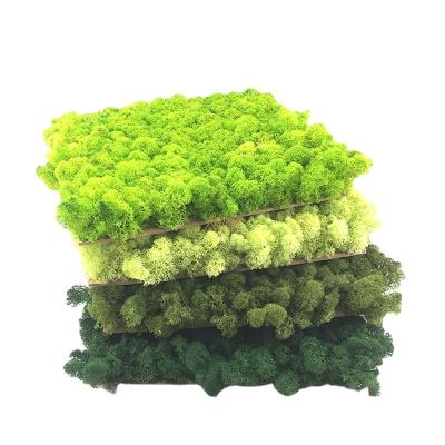 China Home Decor Minimalist Office Green Wall Panels Reindeer Preserved Moss for sale