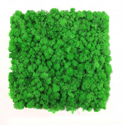 China Reindeer Preserved Stabilized Moss Panel Moss Wall Panel Decoration Interior Home Decor Durable Beautiful for sale