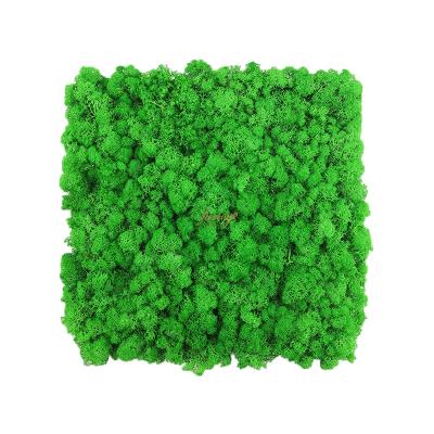 China Wholesale Natural Green Reindeer Moss Panel Office Decor Stabilized Moss Wall Preserved for sale