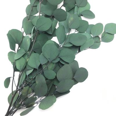 China Decoration Preserved Leaves Home Wall Decoration Preserved Plants Eucalyptus Forever Leaves KW-118 for sale