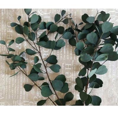 China Eucalyptus Leaves Preserved Foliage Heart Shape Preserved Eucalyptus Leaves For Home Decor for sale