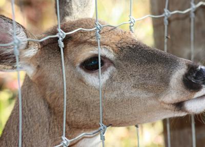 China Heavy Duty Fixed Knot Square Deer Mesh Fence Corrosion Resistance Easy Installation for sale