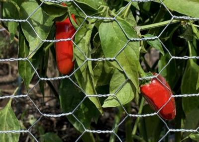 Cina Galvanizzato Ferro Pollo Wire Mesh Roll doppia torsione tessuto facile da installare per giardino e paesaggio in vendita