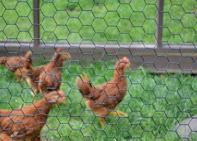 China Length 10-50m Chicken Coop Wire Mesh With Zinc Coating 20g/M2-60g/M2 for sale