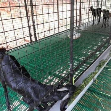 China India Plastic Slatted Hot Sale Farms Sheep Farm Flooring Goat Slat Plastic Flooring For Goat Farm Shed for sale