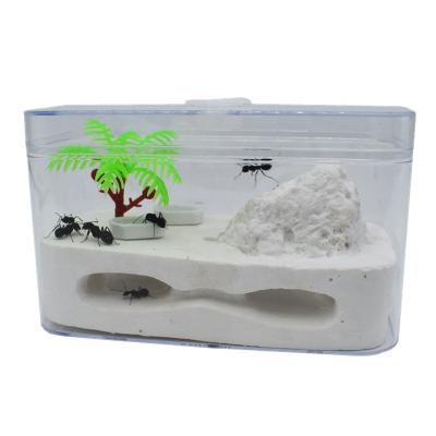 China Camponotus Eco-Friendly Camponotus Schmitzi Body Living Plant Ant House Student Ant House Villa Student Ant Nest Back Box for sale