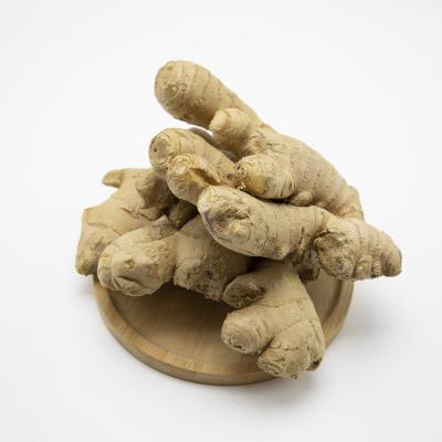 China Hot Selling Dry Fresh Ginger/China Shandong Whole Air Dry Ginger Selling Price for sale