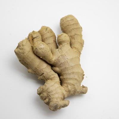 China Wholesale Dry Ginger Buyers For Export In China Ginger With High Quality for sale