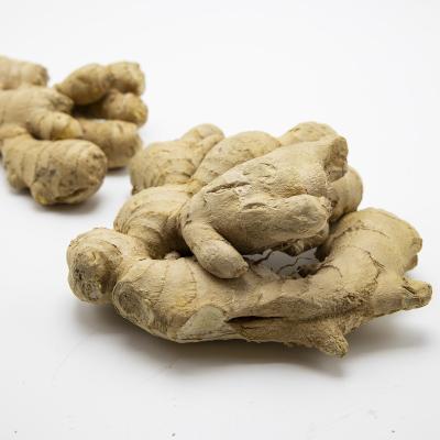 China Wholesale Cheap Price Chinese Factory Dry Ginger Exporter Fresh On Hot Sale for sale