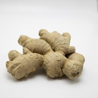 China Ginger/dried fresh vegetables/Chinese ginger to Europe! for sale