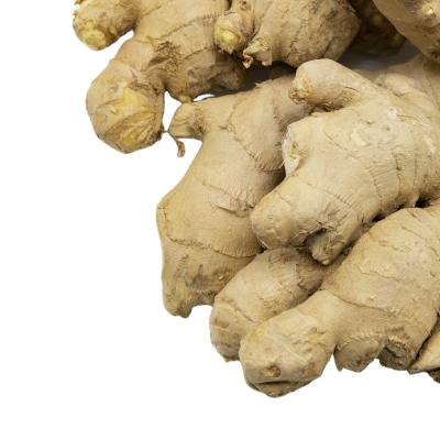 China 2021 Chinese Dried Fresh Ginger Dried Ginger for sale