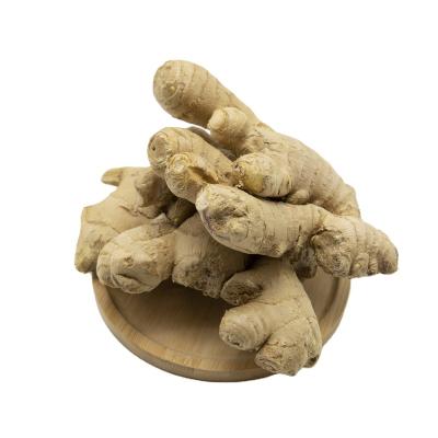 China Chinese Product Air Dry Ginger Factory Dried Ginger With High Quality for sale