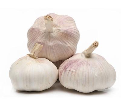 China Fresh garlic import for sale