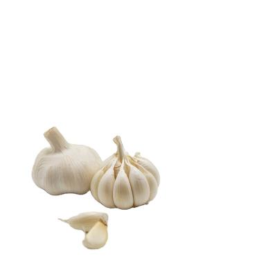 China Chinese factory direct dry pure white garlic for sale for sale