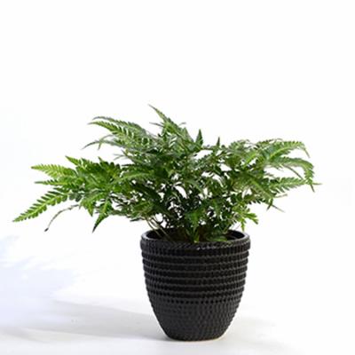 China Modern Outdoor Indoor Decoration Plant Potted Black Medium Ceramic Pot for sale