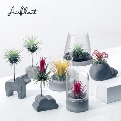 China Modern Elephant Small Pedestal Office Planter Cement Pineapple Air Decoration Home Office Anti Radiation Air Plant Stand Pot for sale