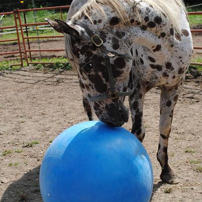 China Sustainable Riders' Mega Pride 40-Inch Ball For Horses For Tall Horses With Hand Pump for sale