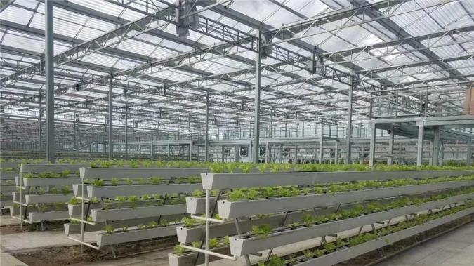 Verified China supplier - Shouguang Litai Agriculture Technology Co., Ltd.