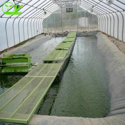 China 200 micron greenhouse pe film vegetable fruit flowers low cost for vegetable for sale