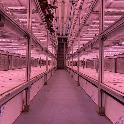 China Temperature Climate Control Hydroponic Plant Plant 40ft Container Greenhouse For Agriculture for sale