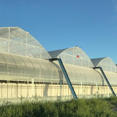 China High Efficient Modern PE Steel Frame Galvanized Film Greenhouse for sale