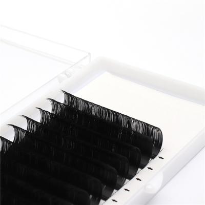 China good price shangdong private label organizer eyelash extension 16mm long newest natural design for sale